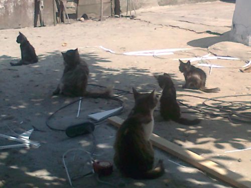 Котоотпуск