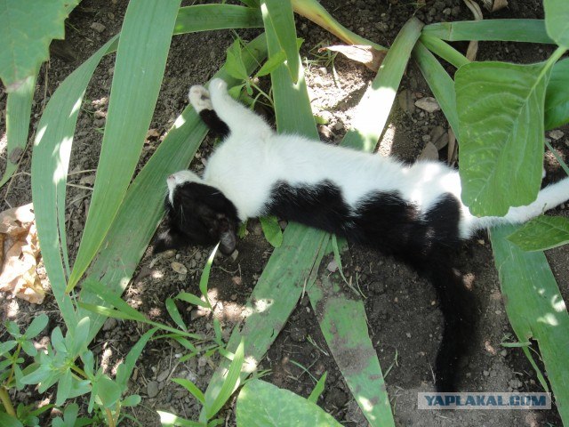 Котовторник так котовторник!