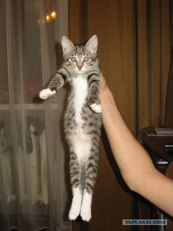 Котовторник 27.12.11