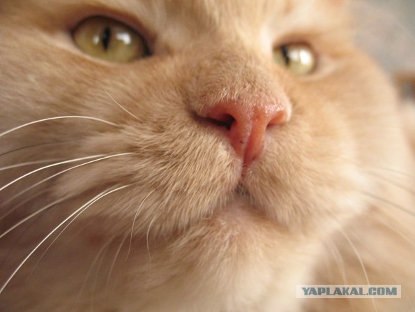 Котовторник   5.06.2012