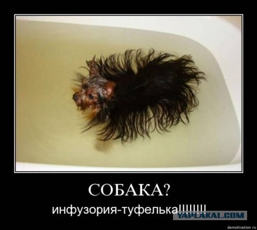 Собака-улыбка 2.0