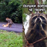 Пикчевая ерунда