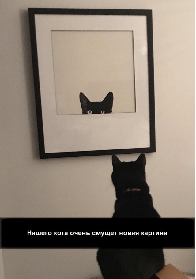 Картинки с котами и про котов
