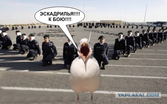Чайка из Алькатраца