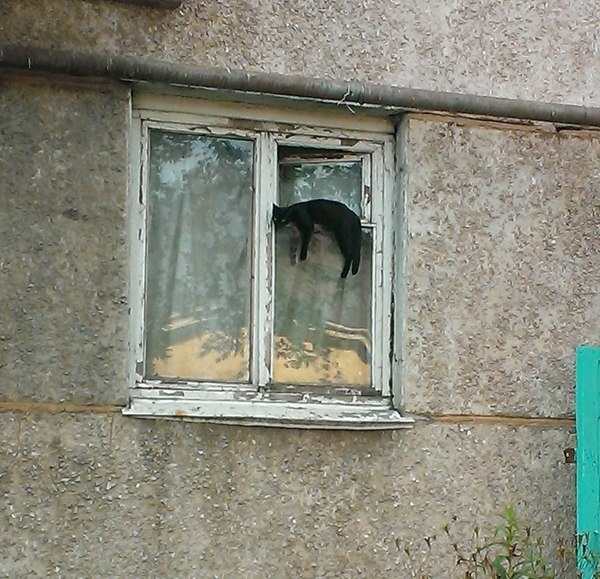 Эти забавные животные