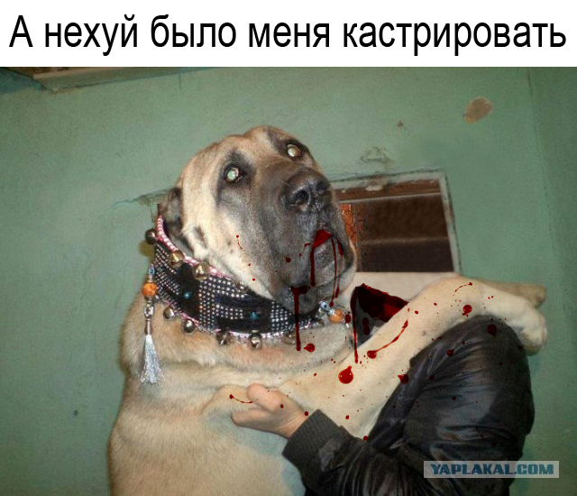Фотожаба: Товарищи