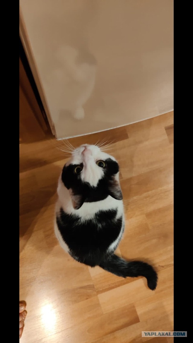 Котовторник 1.11.22
