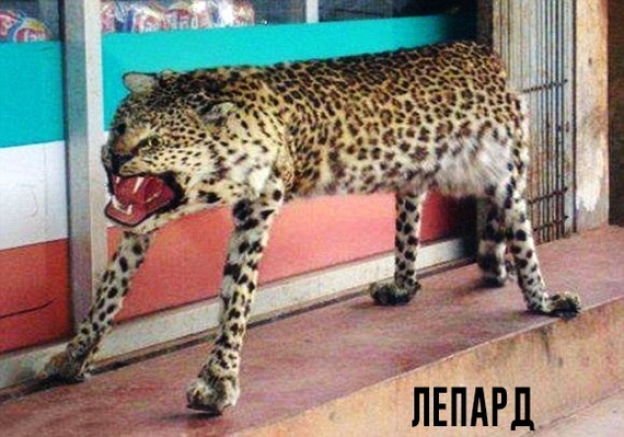 Ой, кто это?!
