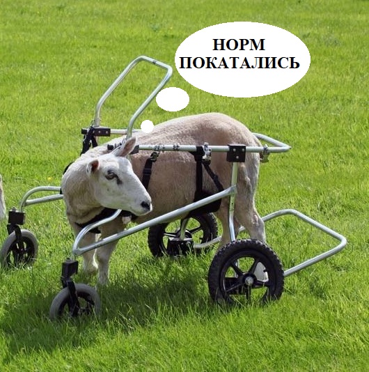 Как овцы Дорпер спускаются с гор