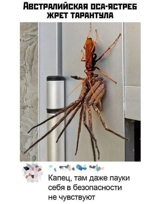 Юмор для тех, кто уже повзрослел и понял, что выходные — это миф