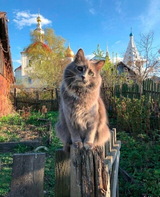 Так всякие картинки