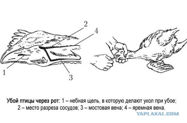 Бодрая семейка