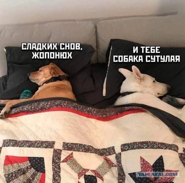 Веселые картинки в пятницу (26.09)