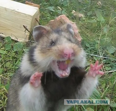 Хомяк боевой