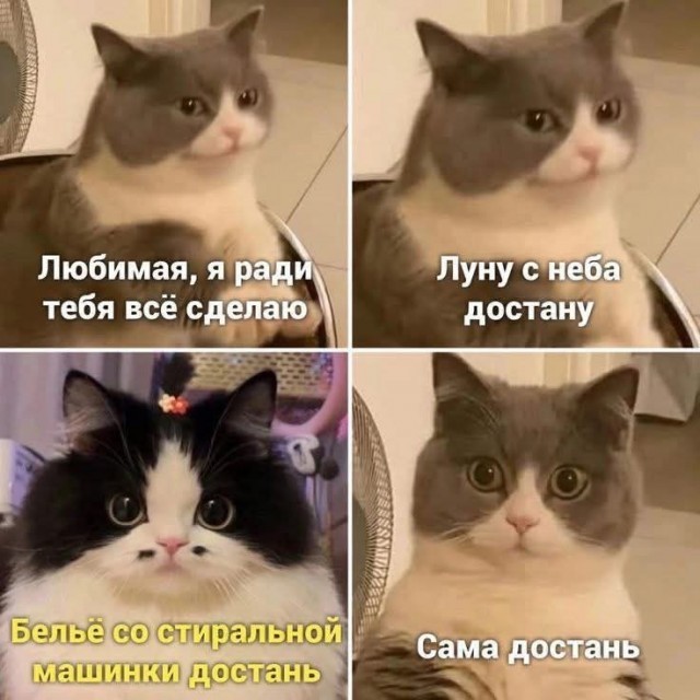 Подборка картинок-баянов с котиками и про котиков. Выпуск 34.