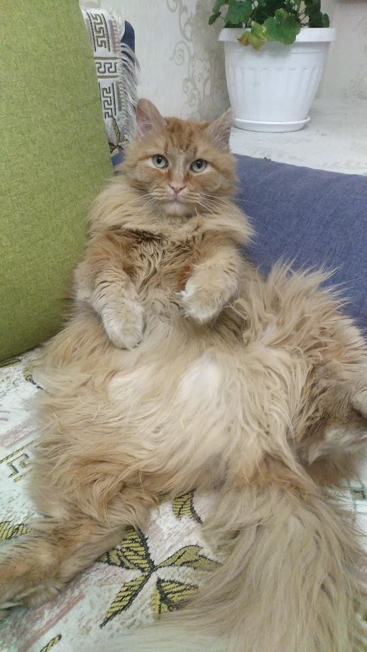 Доброе утро котаны!
