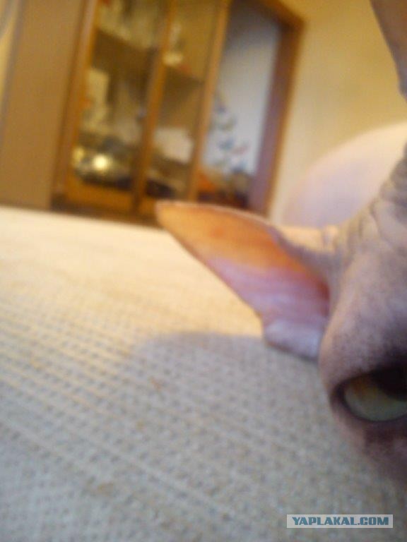 Котовторник 17.09.2013