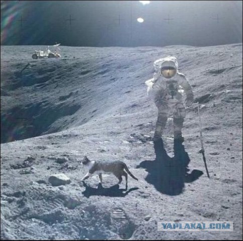 Коты ученых