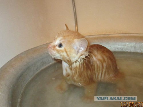 Сегодня мыли котов :3