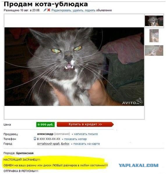 Коты, которых никто не понимает