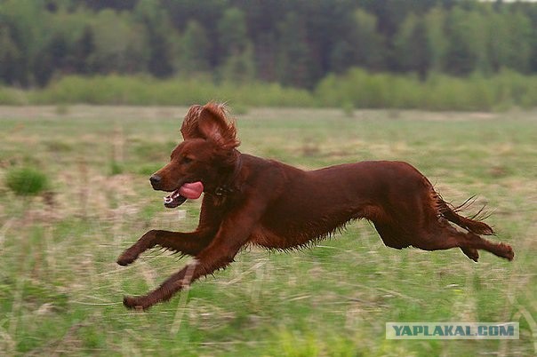 Собачники ЯПа объединяйтесь!