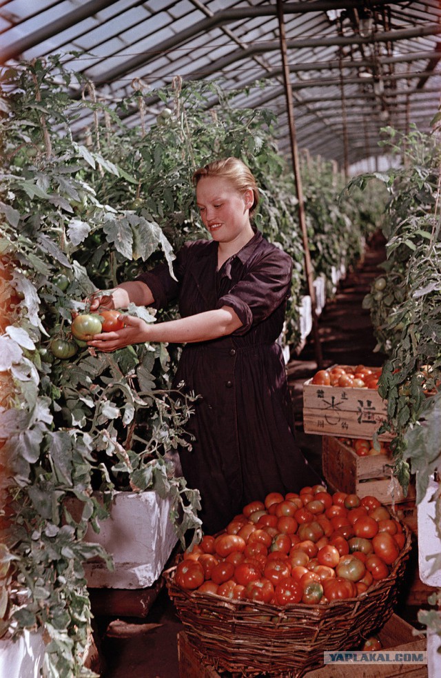 1950-е в цветных фотографиях