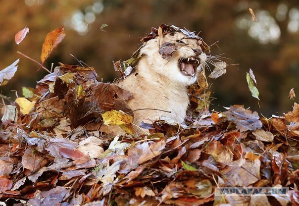 Осенний котик