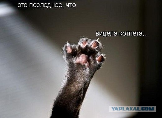 Подборка весёлых картинок