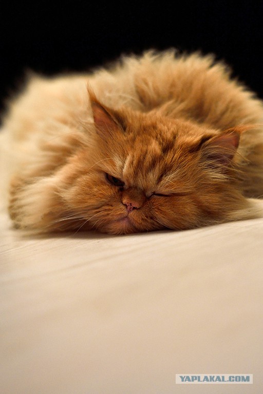 Котовторник 28.10.2014