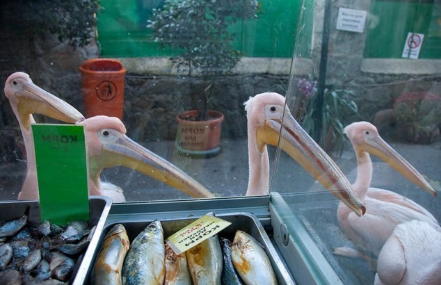 Наглые пернатые морды