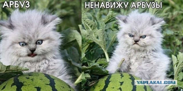 Известные котомемы.