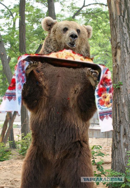 В США медведь пробрался в пекарню съел 38 пирожков