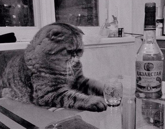 Весёлые картинки в чёрной рамке