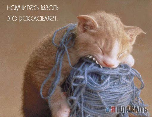 Коты, кошки, котята