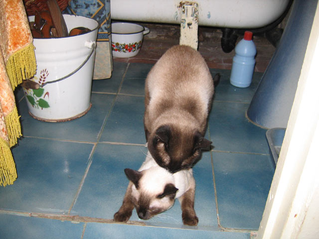 Коты, кошки, котята