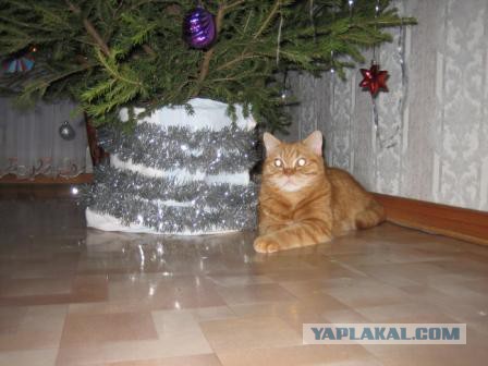 Котовторник