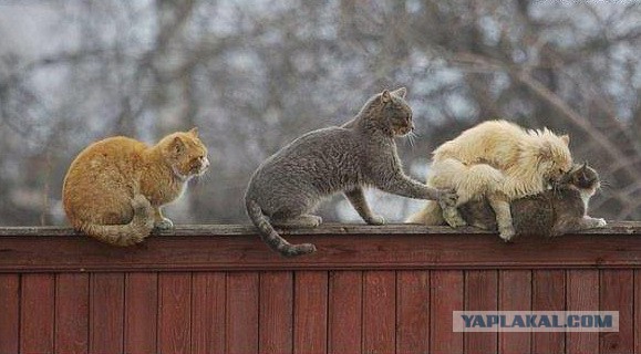 Весна пришла — коты прилетели!