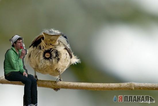 Фотожаба: Районник?