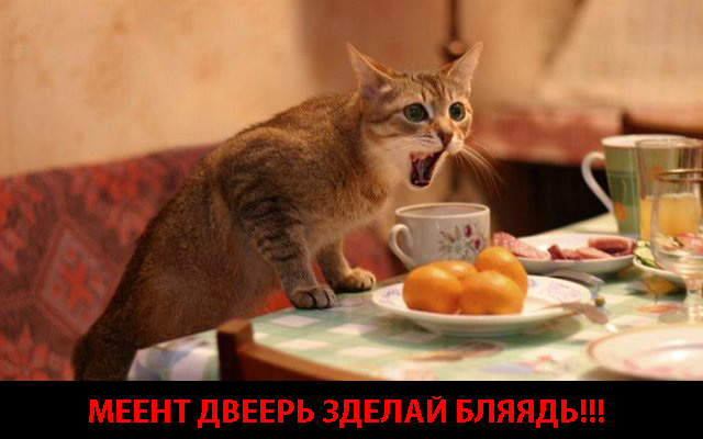 Вторничный котомёт