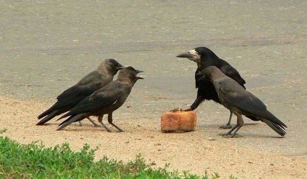 Божьи твари