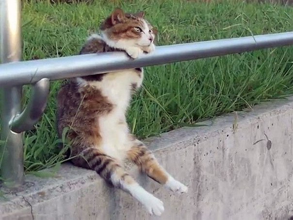 Мохнатые беспредельщики