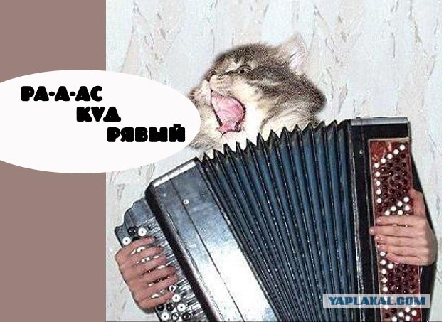 Коты из сети