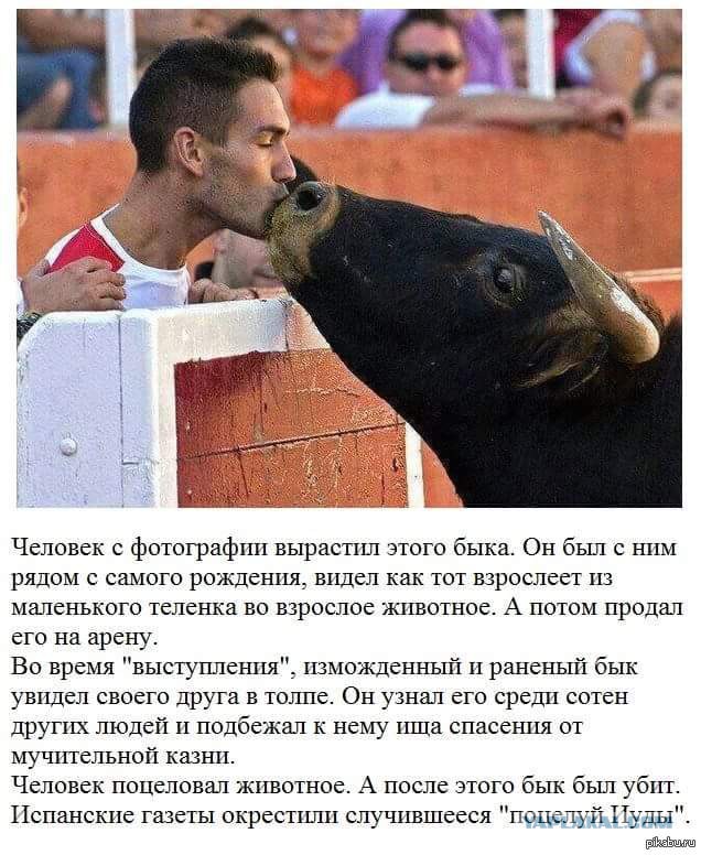 Матадор была изнасилована... быком
