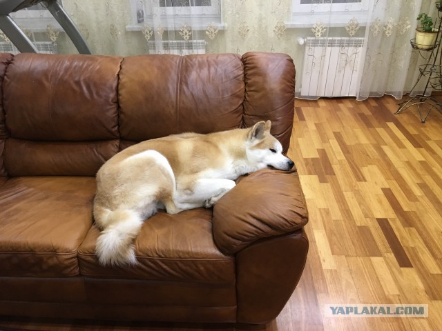 К собакочетвергу