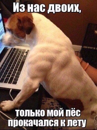 Самые смешные животные
