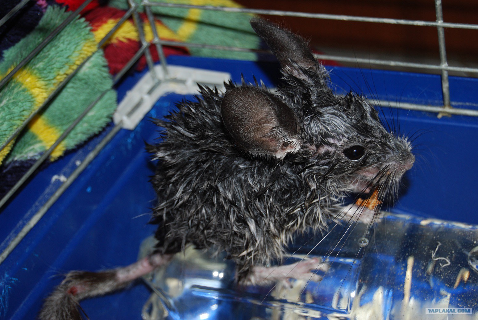 Ванночка для песка для шиншилл. Шиншилла моется. Купание шиншилл. Мокрая шиншилла фото. Моют ли шиншилл.