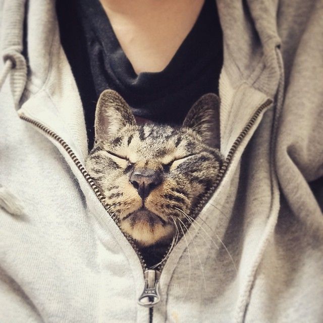 Коты и Кошки