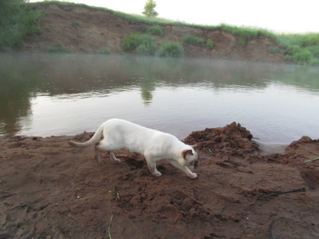 Коты и Кошки