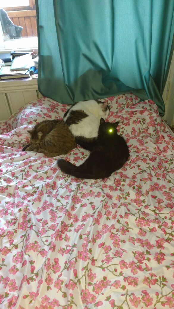 Котовторник 9.01.2018