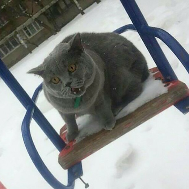 Котовторник 13.03.2018